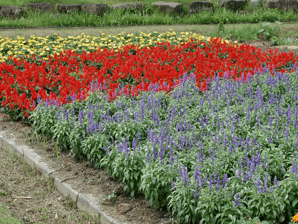 花壇の花が咲く様子